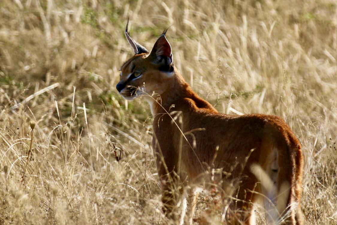 caracal