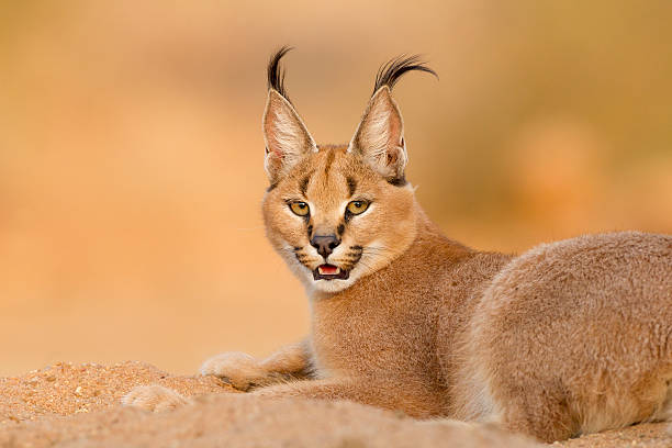 caracal