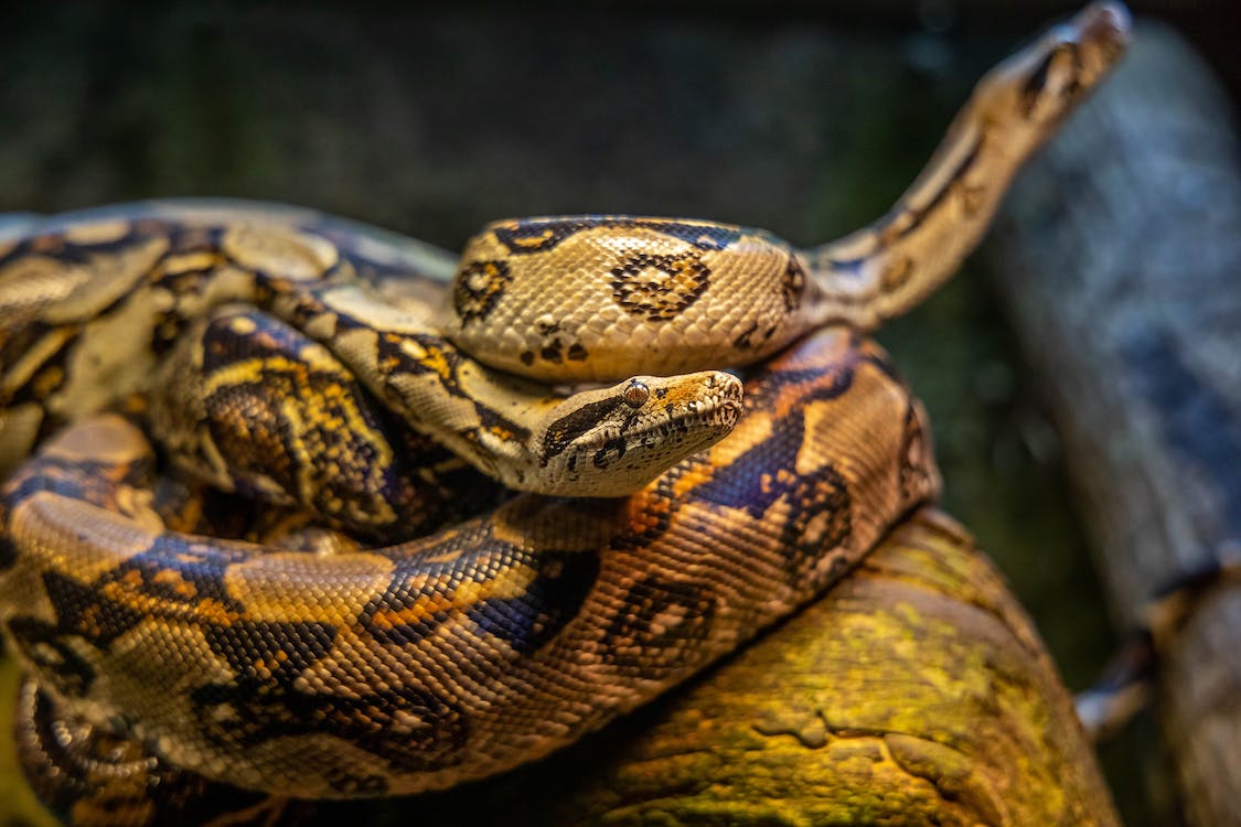 Python