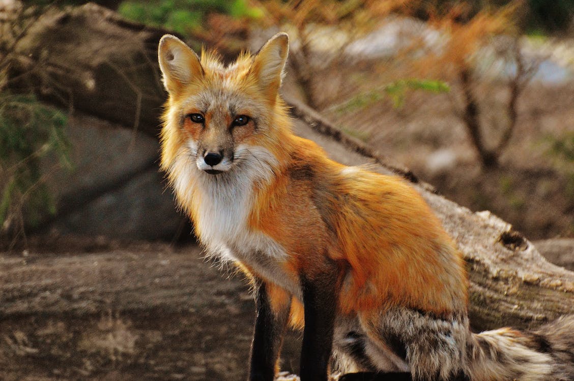 red fox