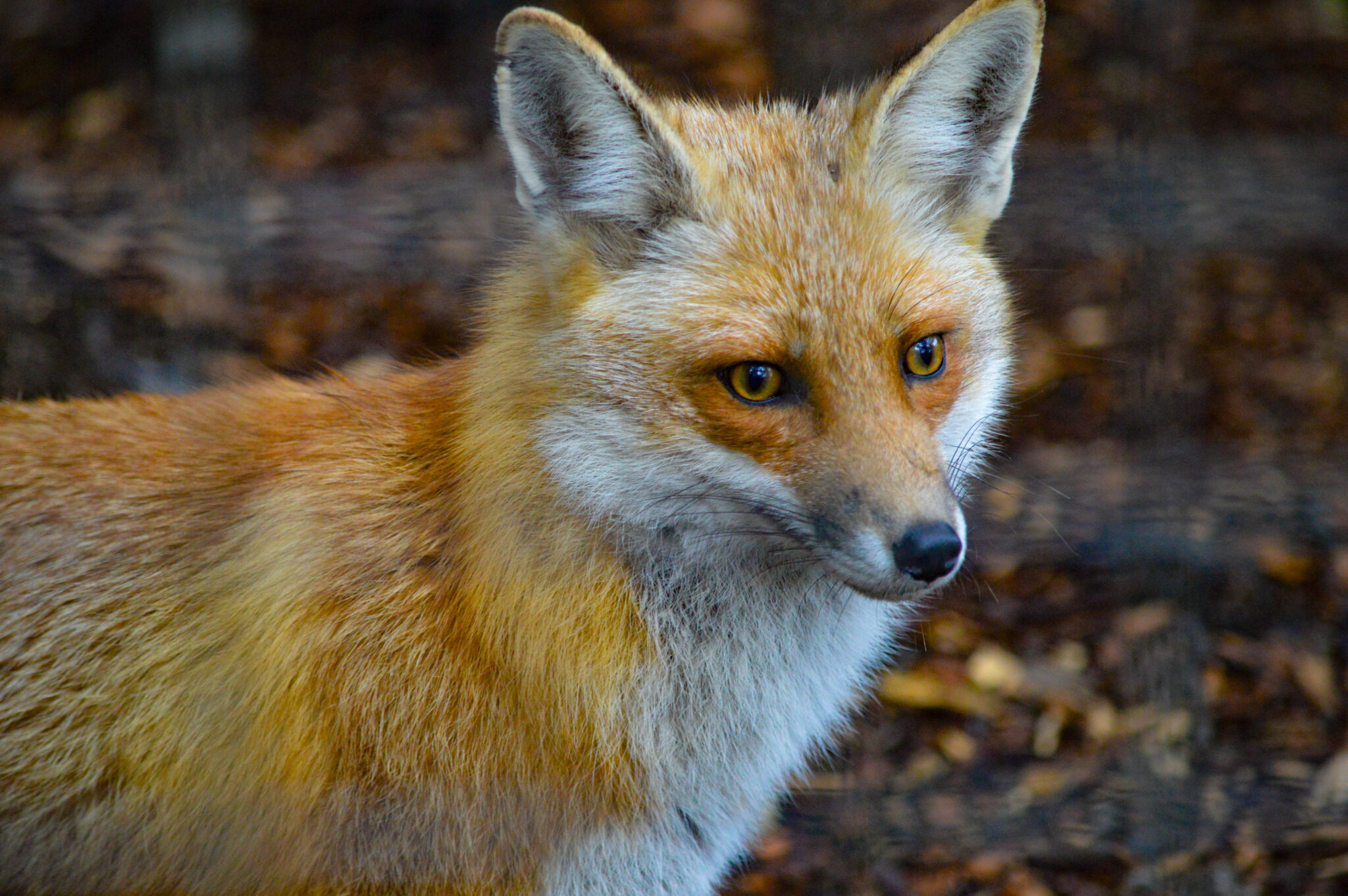 caracal